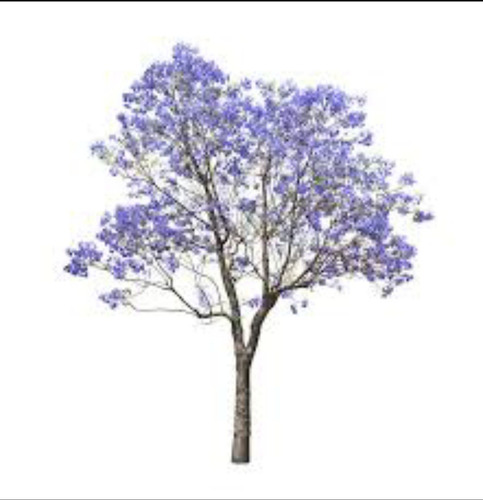 Combo Árbol De Chivato Ibira Pita Y Jacaranda.