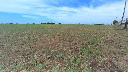 Imagen 21 de 23 de Poblet - 179 Has Con Casco Y Mejoras - Baum Propiedades