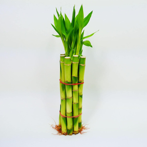 Tallos De Bambú Con Brotes, 10 