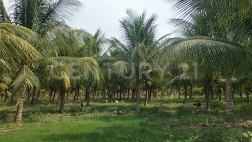Venta De 5 Has. Sembradas Con Palma De De Coco En Coquimatlán, Colima.