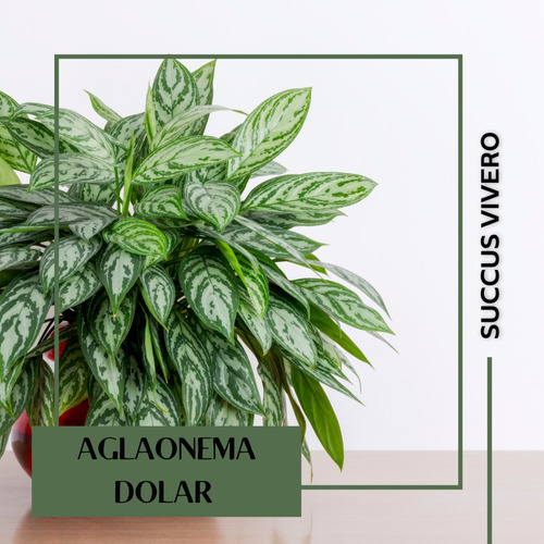 Planta De Interior Aglaonema Dolar