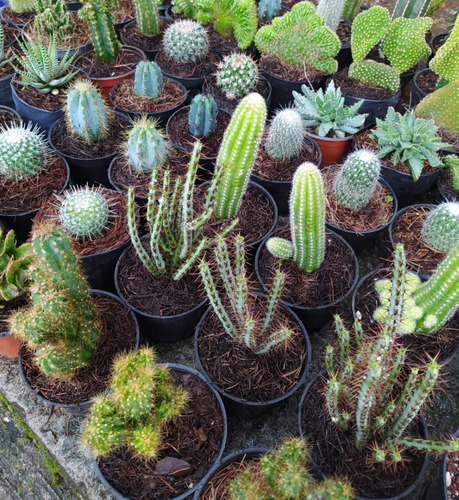 Imagen 3 de 4 de Planta Mammillaria Cactus Exótico Colección Raro Suculenta