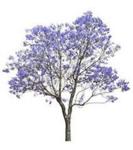1000 Sementes P Mudas Jacarandá Mimoso Árvore Flor Azul