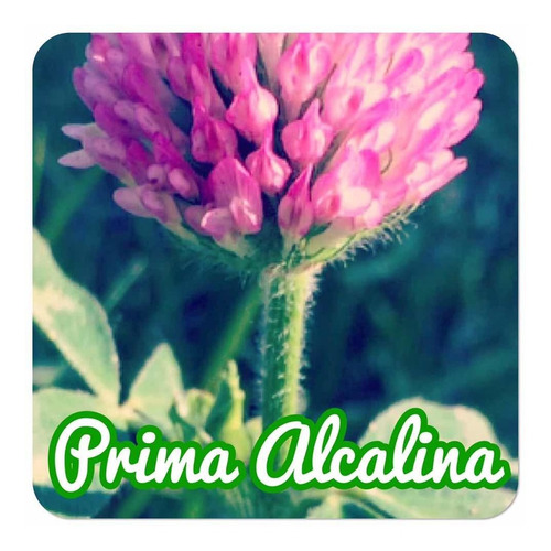 Semillas Artemisia Annua, Hierba Medicinal (muchísimas) 2019