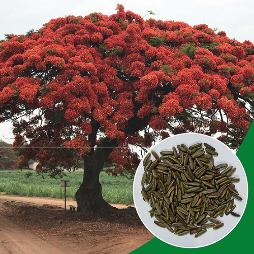 45 Sementes De Flamboyant Red Vermelho Árvore Exótica