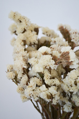 Ramo Flores Secas Estatis Blanco White
