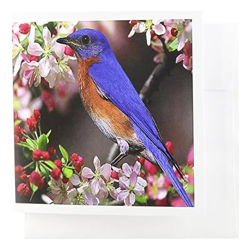 Beautiful Bluebird N Cherry Blossoms - Greeting Cards, ...