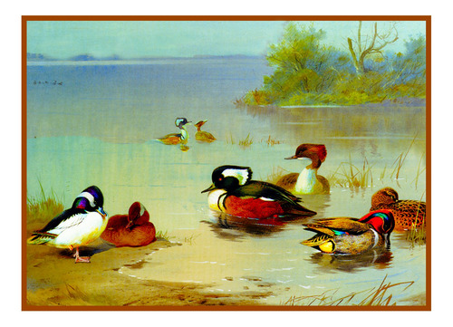 Archibald Thorburn Bird Patron Punto Cruz Diseño Pato