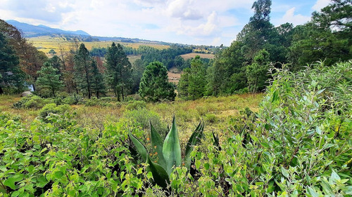 Hermoso Rancho De 10 Hectáreas Con Casa