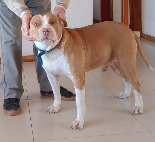 Pitbull Para Servicio