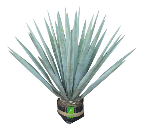 Imagen 1 de 4 de Planta Agave Azul