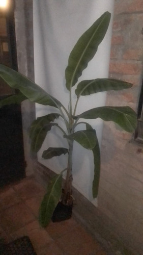 Bananeros, Plantas Muy Decorativas En Ext. E Interiores.