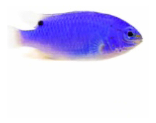 Pez Marino - Damisela Azul - Chrysiptera Cyanea
