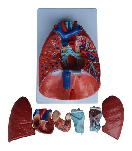 Modelo Anatômico Do Sistema Respiratório Em 7 Partes - Med | Parcelamento  sem juros