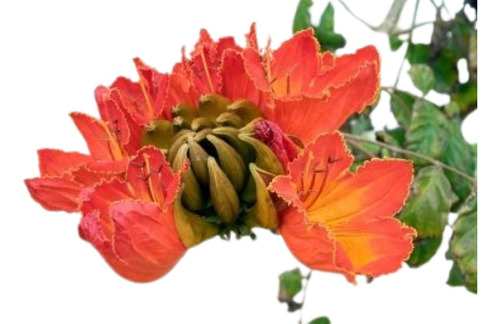 Tulipán Africano ( Árbol ) , Spathodea Campanulata 1.40 M