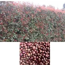 Comprar 500 Semillas De Eugenias Para Cerca Viva, Maceta, Bonsai
