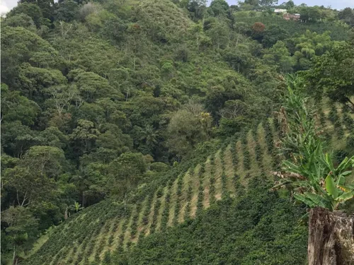 Venta Finca Productiva Cafe Platano Pasto Circasia - 23 Cuadras
