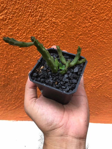 Imagen 6 de 6 de Planta Suculenta Stapelia Schinzii Angolensis (3)