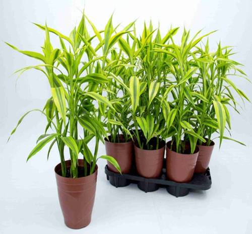 Bambuzinho Da Sorte Variegata P17