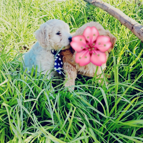 Poodle Maltes Cachorros