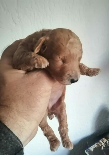 Imagen 8 de 8 de Caniche Pelirrojo, Aceptamos Tarjeta!nacen En Marzo