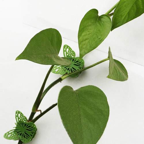 Clips De Pared Para Plantas De Vid 10 Clips Para Plantas Con