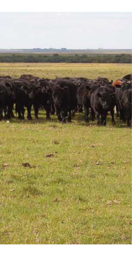 Imagen 1 de 3 de Vendo 575 Hectáreas ( Artigas. Uruguay )