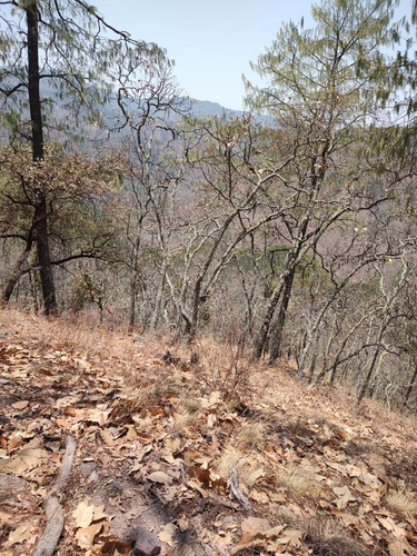 Terreno En Venta De Uso Rústico En Tapalpa