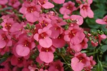 Diascia Rosa 20 Semillas Flor Requiere De Sol Sdqro2