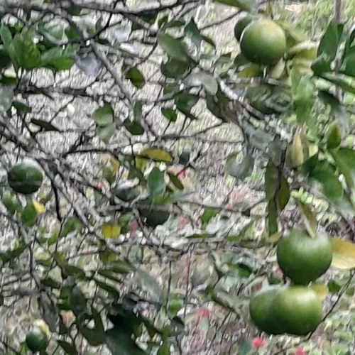 Oferta Hermosa Finca En Anapoima, Aprovechen