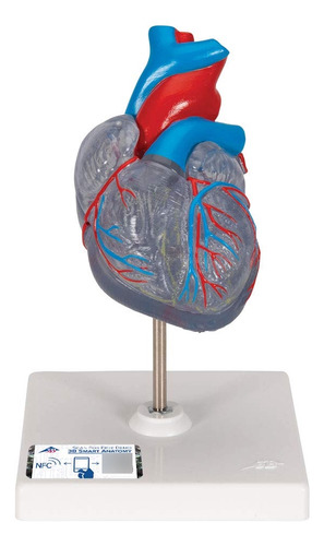 3b Scientific G08/3 2 Parte Sistema Clásico De Corazón Con C