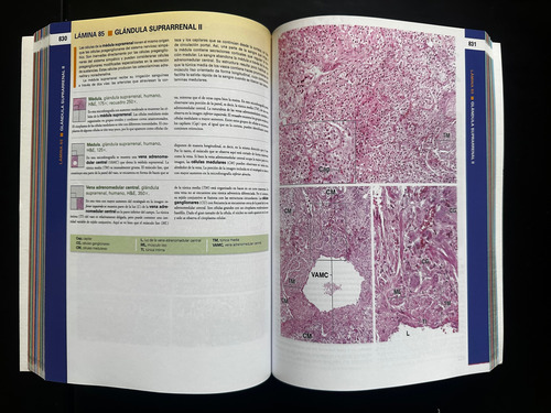 Texto Y Atlas Ross 8a Ed Histología Wojciech Pawlina-2 Tomos