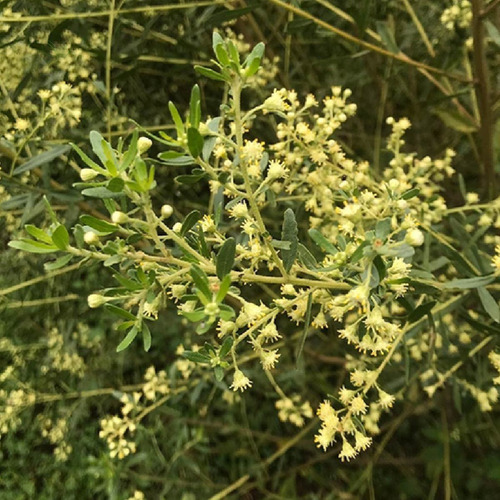Cha De Alecrim Do Campo Puro Sem Misturas Rocha Saude 100g