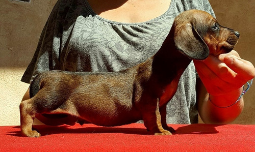 Cachorros Teckel Salchicha, Padres Importados Full Pedigri