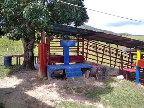 Imagen 23 de 23 de Finca Productivo En Tachira