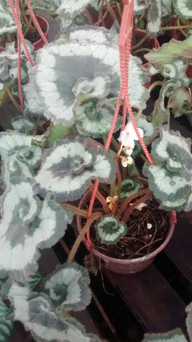 Begonia Escargot Caracol, Variedades, Envíos In Isiflor | MercadoLibre