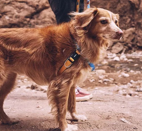 Peitoral para cachorros antipuxao Aziza