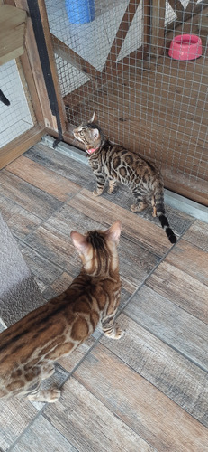 Filhotes De Gatos Bengals Importados