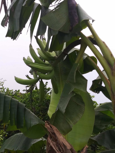 Vendo Esta Gran Finca El La Luisa De La Hacienda Estrella 800 Tareas 