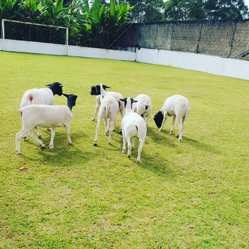 Imagem 1 de 4 de Ovelhas Dorper A Venda