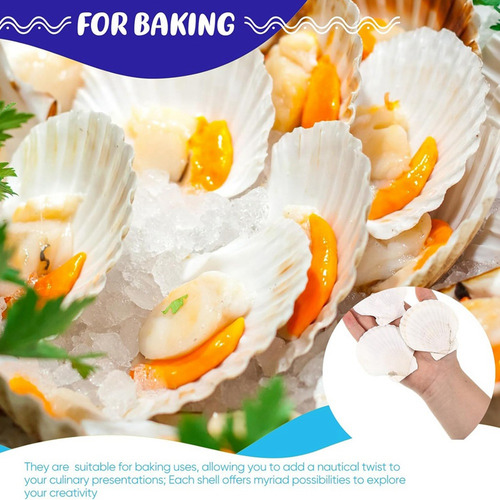 100 Unidades De Conchas Marinas Para Fabricar Conchas De Vie