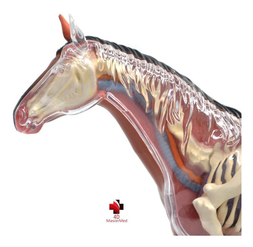 Anatomia Do Cavalo - 4d Master Med