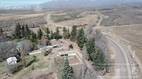 Imagen 23 de 30 de Campo En Venta En Tupungato De 30000 Has - Viñedos De Altura - Nogales - Desarrollo Inmobiliario