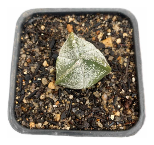 Astrophytum Tricostatum 3 Quinas Myriostigma Raro 2 Anos