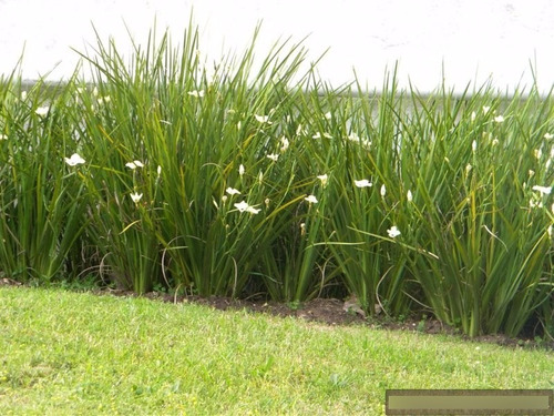 Plantas De Dietes Bicolor Vivero Mayorista Oferta Zona Oeste