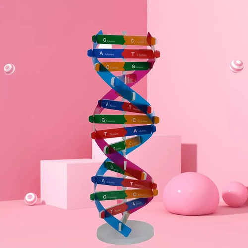 Modelo De Adn Manual: Genes De Doble Hélice Para La Ciencia