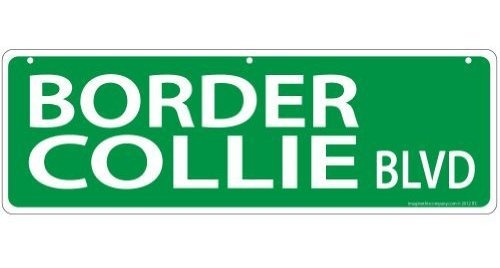 Cartel Calle Border Collie