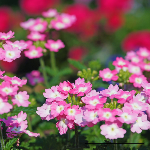 Sementes De Verbena Nana Compacta Sortida Flor