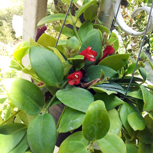 Planta Lápiz Labial