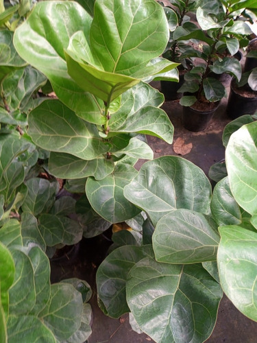 Ficus Pandurata - Hermoso - Entrega Gratis Caba Y Gba